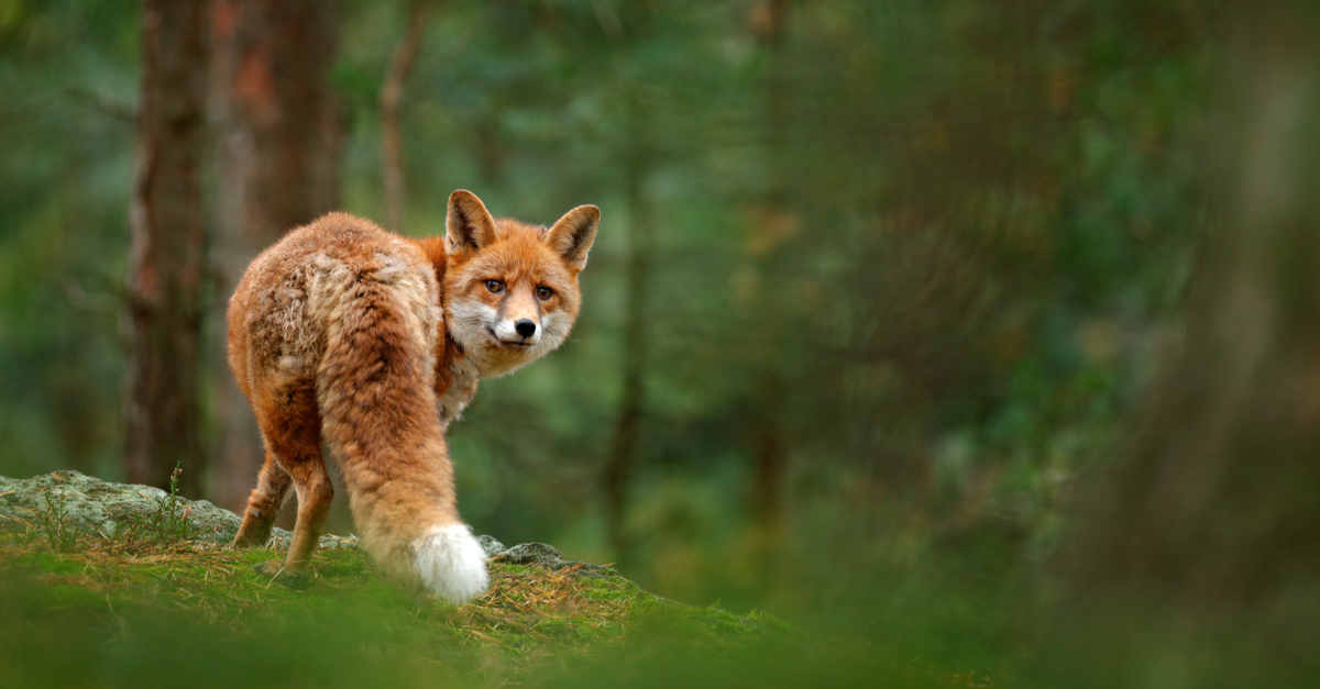 fox in forest europe