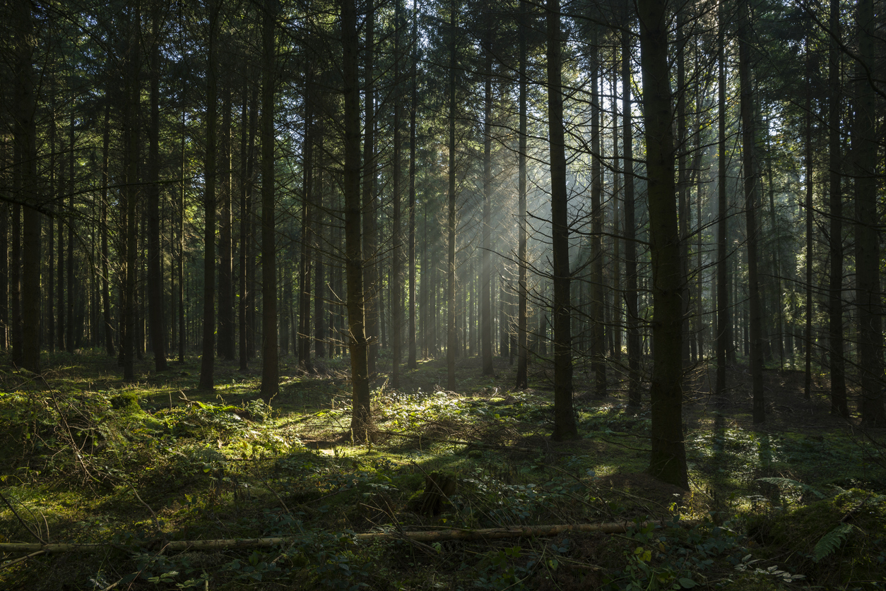 Ecobio metsä teams tumma aurinko sammal