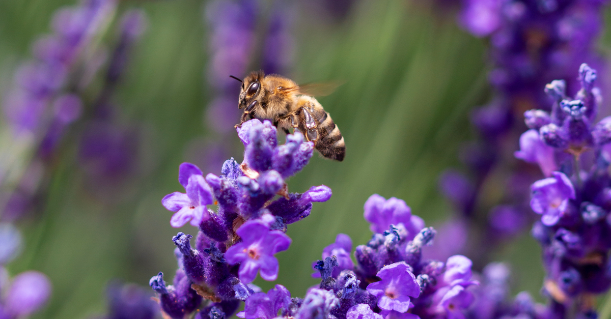 Biodiversity, honey bee. Nature based solutions NbS