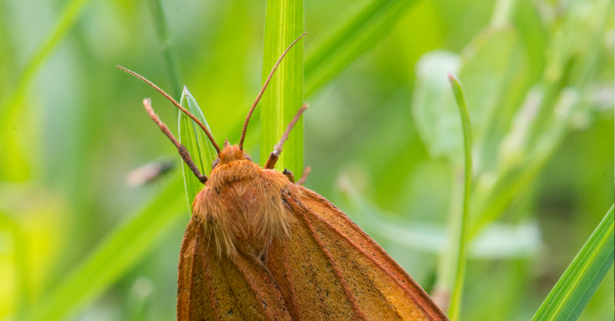 hyönteinen luonnon monimuotoisuus