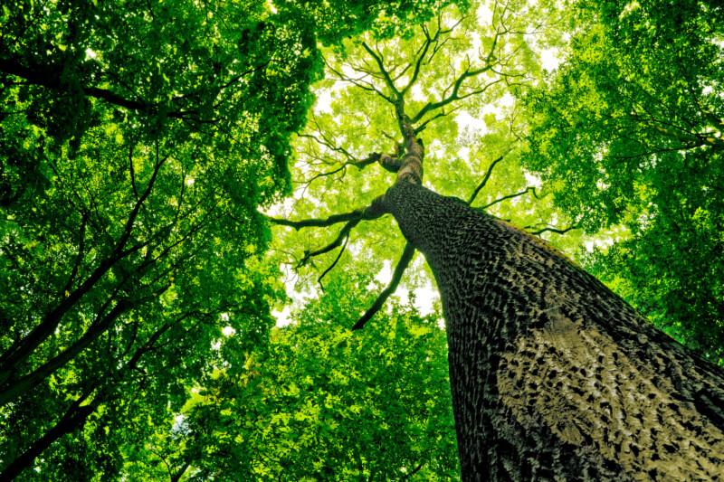 Kuva vihreälehtisestä metsästä ja korkeista puista.